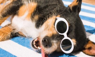 High 16 Should-Have Merchandise to Preserve Your Pets Protected and Cool This Summer season