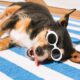 High 16 Should-Have Merchandise to Preserve Your Pets Protected and Cool This Summer season