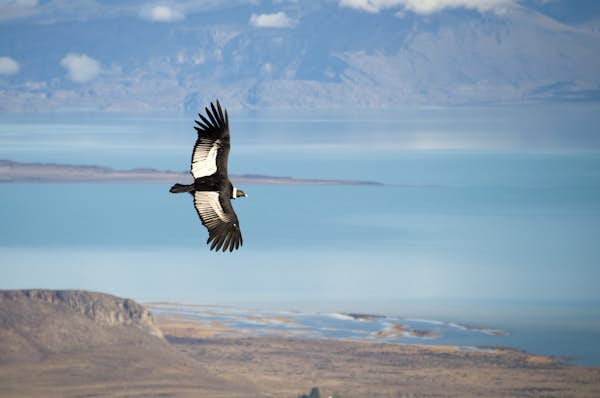 9 of one of the best wildlife experiences in Patagonia
