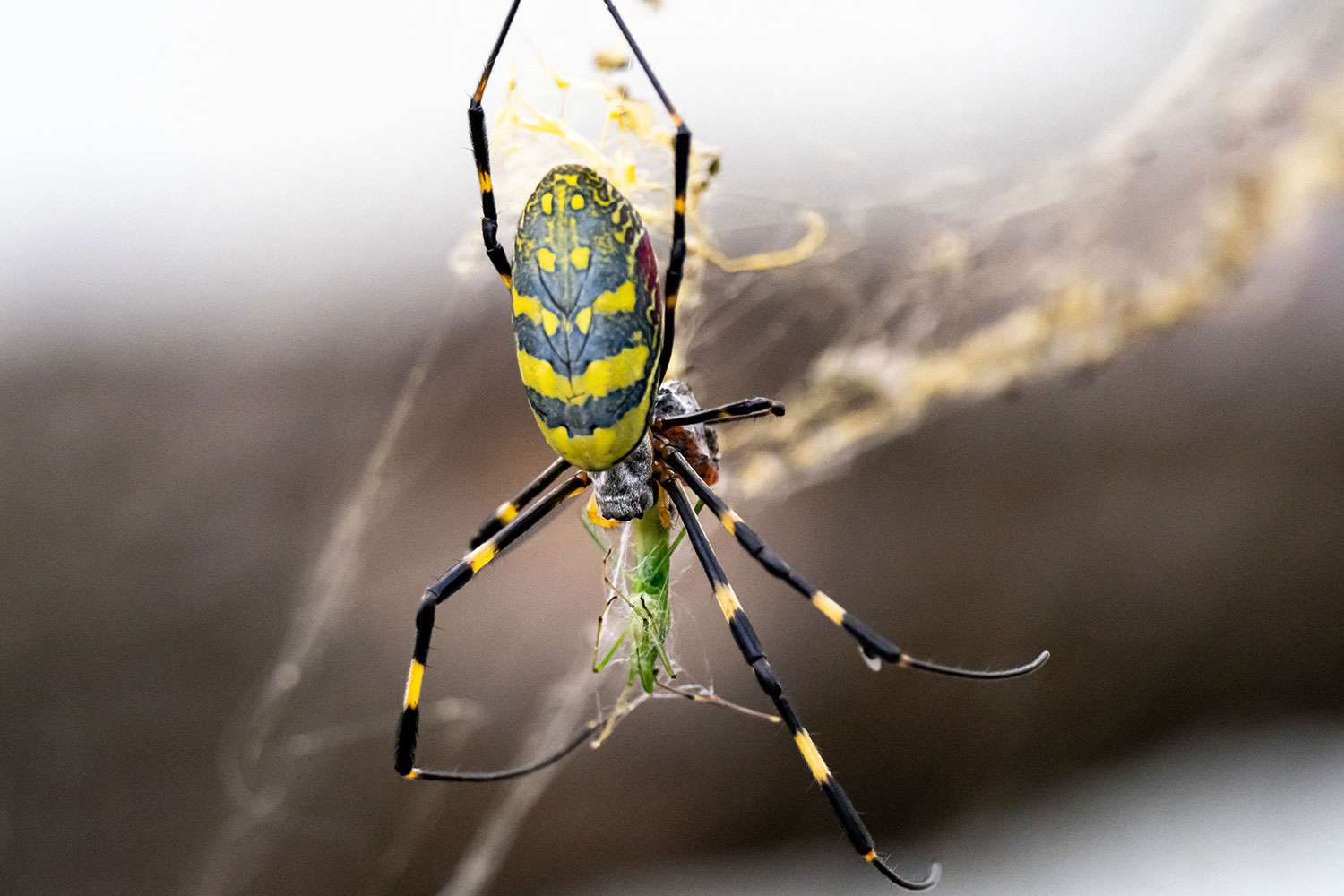 Venomous Flying Spiders Might Quickly Invade the East Coast, Consultants Say Venomous Flying Spiders Might Quickly Invade the East Coast, Consultants Say