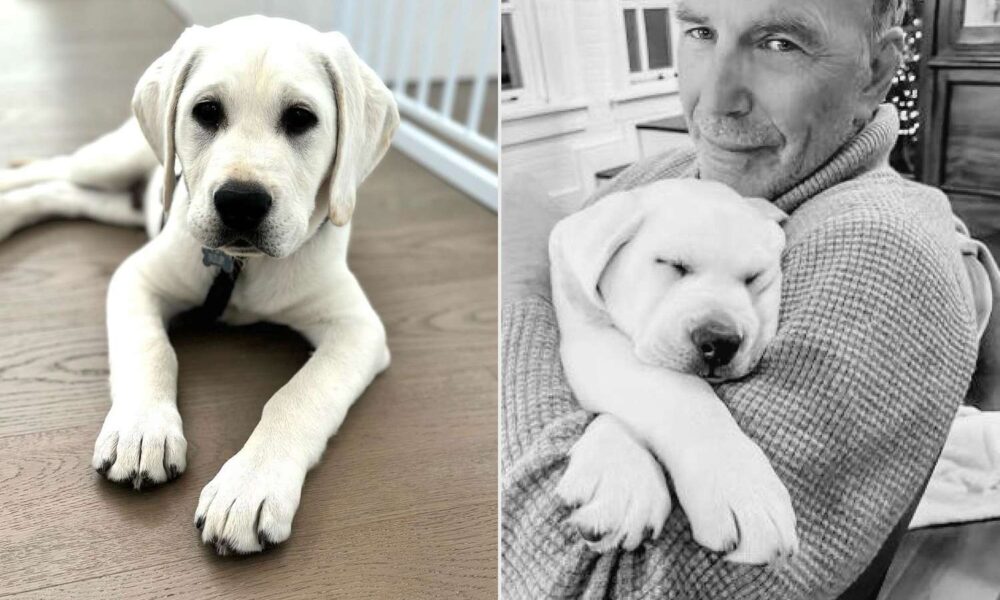 Kevin Costner Says His Pet Bobby Shares This Trait with Him (Unique)