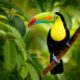 Finest locations to see wildlife in Central America Finest locations to see wildlife in Central America