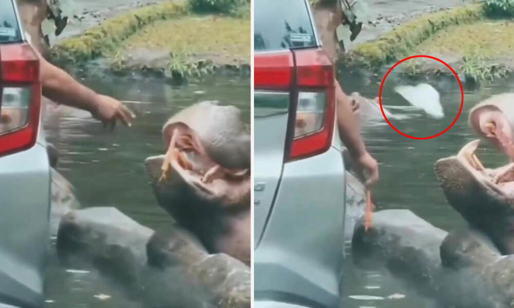 Vacationer’s ‘sickening’ act with hippo at in style safari park