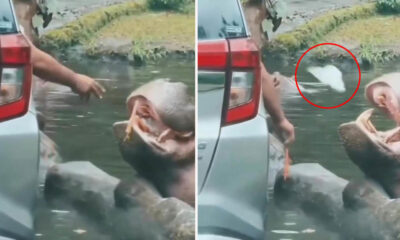 Vacationer’s ‘sickening’ act with hippo at in style safari park