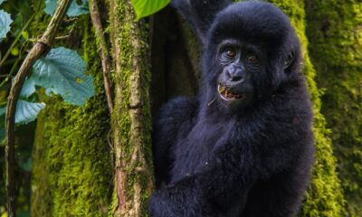 Go Gorilla Trekking in Mgahinga Nationwide Park