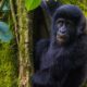 Go Gorilla Trekking in Mgahinga Nationwide Park Go Gorilla Trekking in Mgahinga Nationwide Park