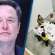 Elon Musk has ‘impolite’ strict rule that encourages workers to ‘stroll out’ of conferences