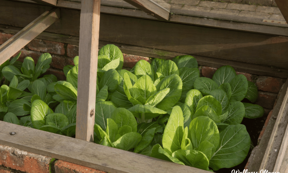 The best way to Plant a Fall Backyard