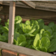 The best way to Plant a Fall Backyard The best way to Plant a Fall Backyard