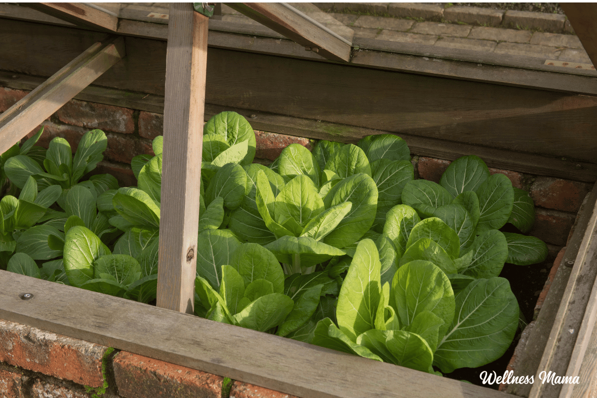 The best way to Plant a Fall Backyard