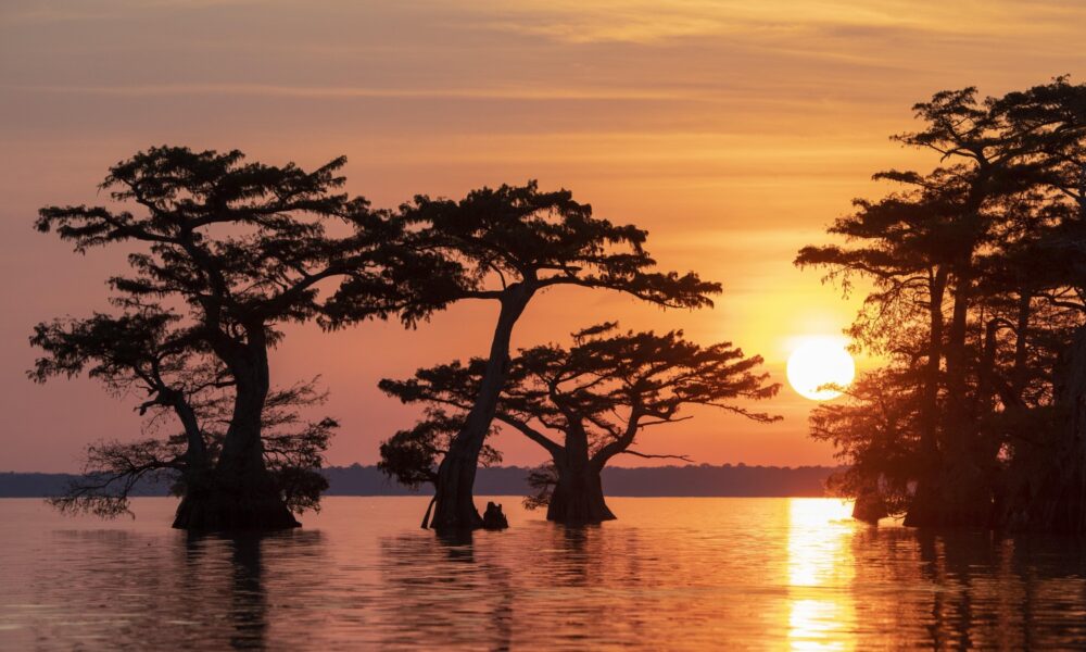 Creatures To Beware Of When Adventuring In Louisiana’s Atchafalaya Basin