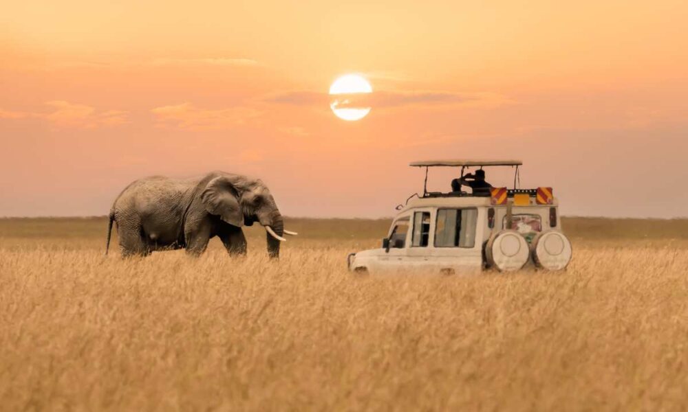 A primary-timer’s information to the 22 finest safaris in Africa