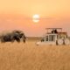 A primary-timer’s information to the 22 finest safaris in Africa