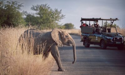 High Ideas for Reserving an African Safari With An Agent
