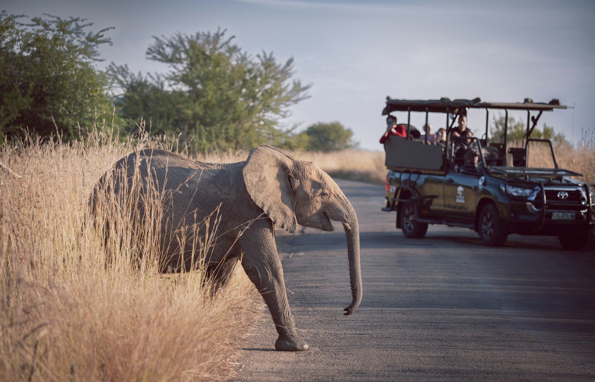High Ideas for Reserving an African Safari With An Agent
