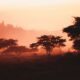 8 Days in Rwanda Itinerary: Trekking, Tea Plantations, and Gorilla Conservation