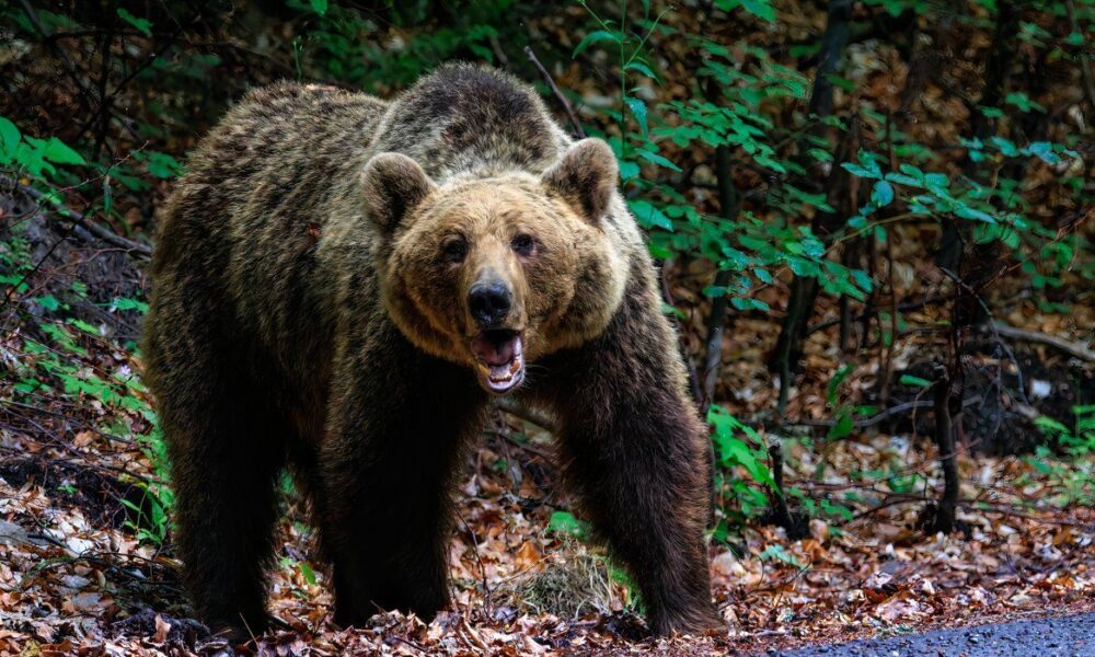 8 Issues NOT To Do When You Encounter A Bear On The Path