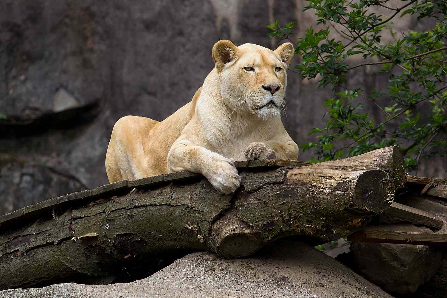 Zookeeper Killed by Lion After Leaving Gate Open Throughout Feeding: Studies