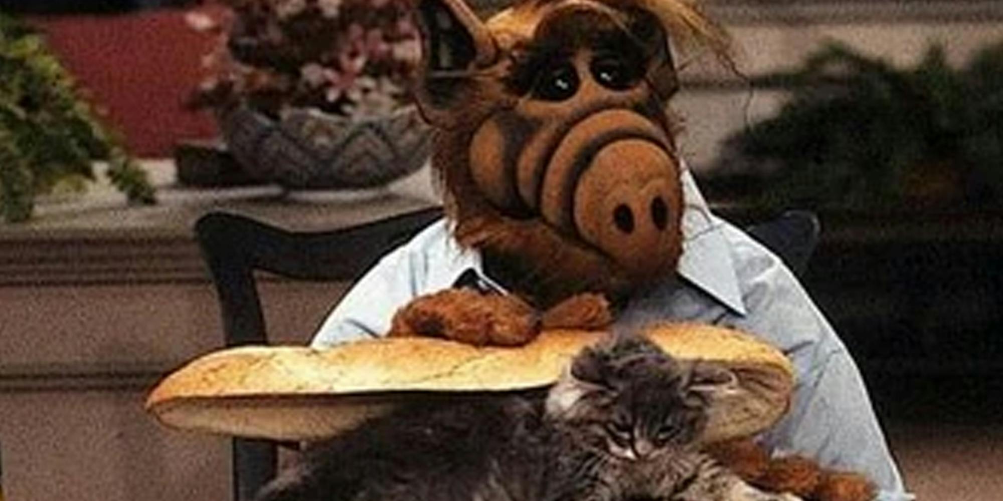 Alf Cat Memes Surge Following Trump’s ‘Consuming Pets’ Declare Alf Cat Memes Surge Following Trump’s ‘Consuming Pets’ Declare