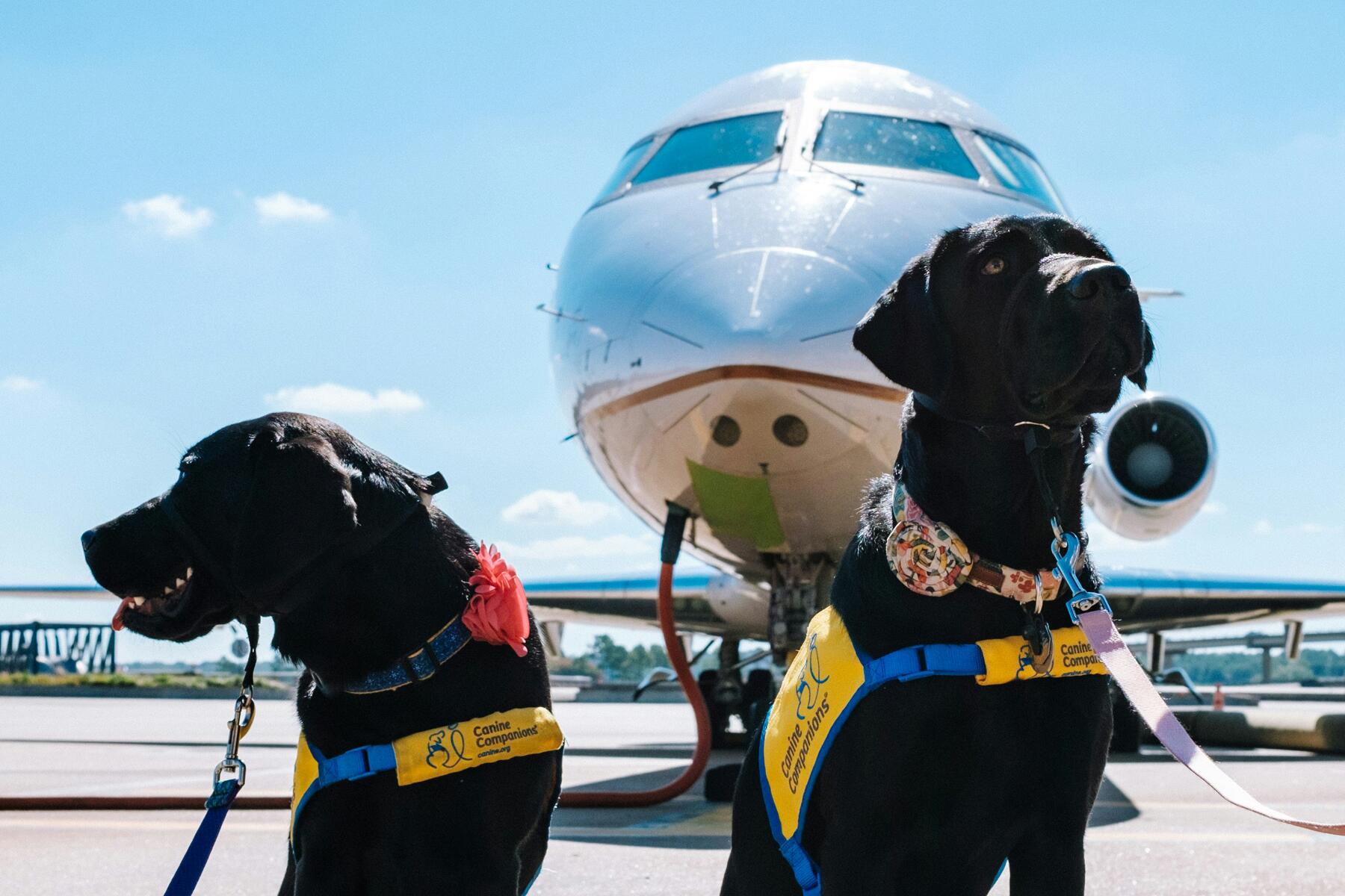 Airline Insists Authorized Service Canine Goes Underneath the Seat or Passenger Should Go away the Flight Airline Insists Authorized Service Canine Goes Underneath the Seat or Passenger Should Go away the Flight
