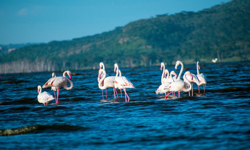 A Information to Visiting Lake Nakuru Nationwide Park in Kenya