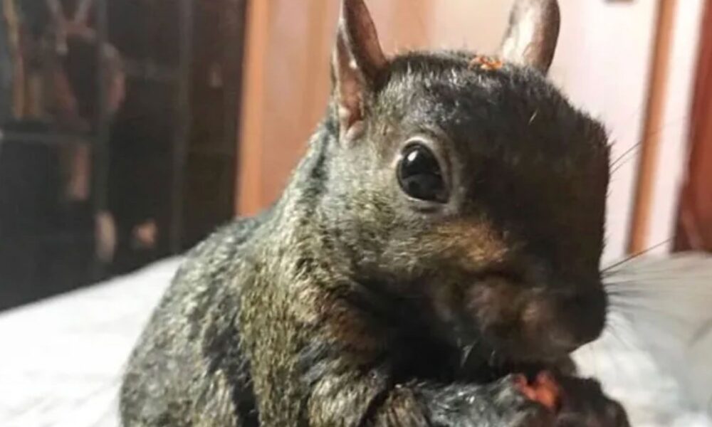 Social Media Star Peanut the Squirrel Seized by New York Authorities