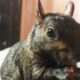 Social Media Star Peanut the Squirrel Seized by New York Authorities