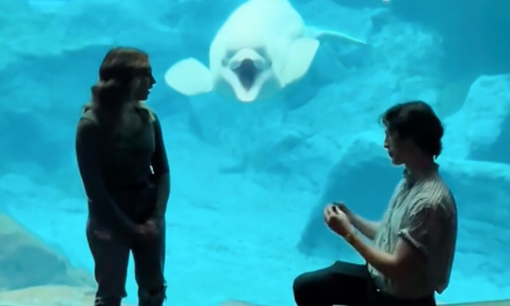 Beluga Whale Has Lovable Response to Proposal at Georgia Aquarium (Unique)
