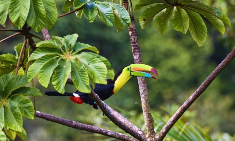 Vibrant Costa Rica
