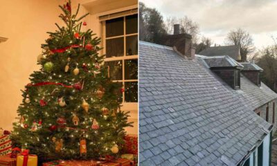 N.Y. Household’s Christmas Tree Bursts By way of Their Roof in Enjoyable Vacation Phantasm