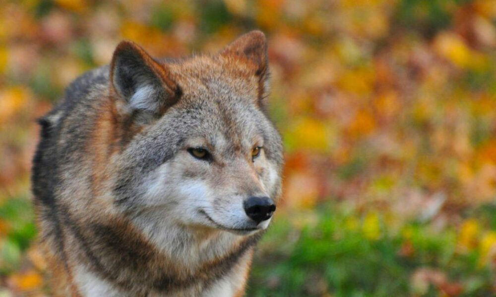How To Survive A Wolf Encounter