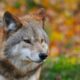 How To Survive A Wolf Encounter How To Survive A Wolf Encounter