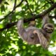 8 of the perfect wildlife experiences in Costa Rica