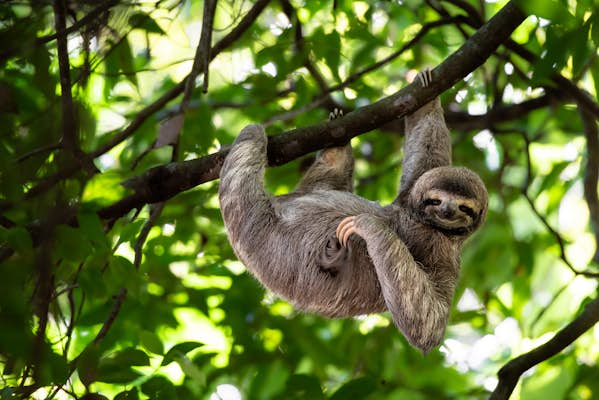 8 of the perfect wildlife experiences in Costa Rica