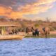 First-time information to a safari in Southern Africa First-time information to a safari in Southern Africa