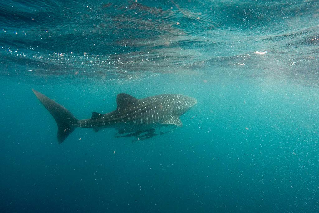 The Final Australia Bucket Checklist For 2025 – NOMADasaurus The Final Australia Bucket Checklist For 2025 – NOMADasaurus