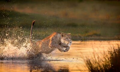 Finest wildlife locations on the planet
