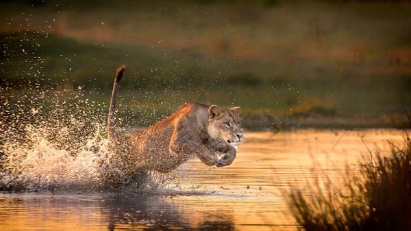 Finest wildlife locations on the planet