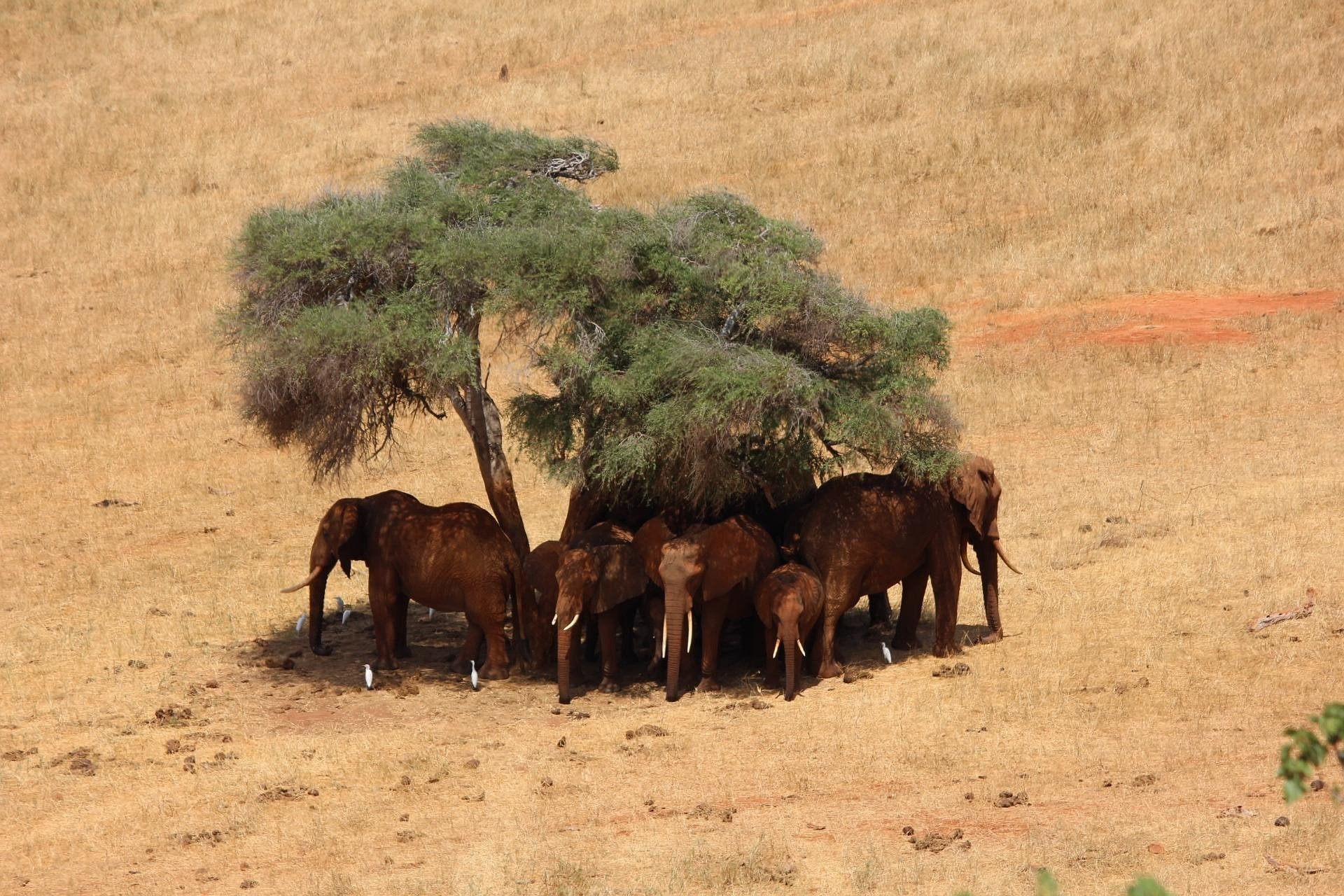 The Finest Occasions of the 12 months to Go on Safari in Kenya The Finest Occasions of the 12 months to Go on Safari in Kenya