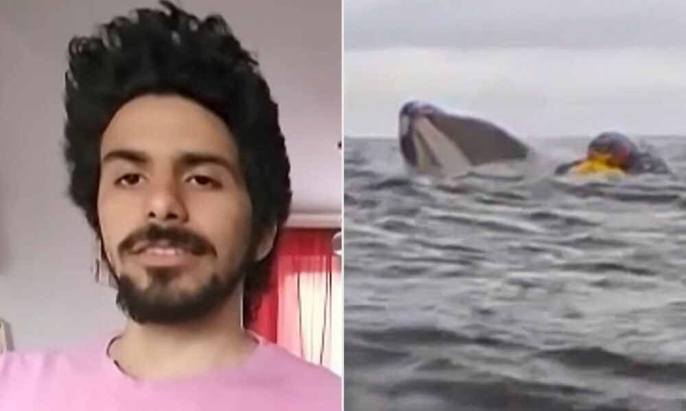 Kayaker, Who Survived Being Swallowed by Whale, Details ‘Pinocchio’-Like Escape