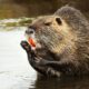 The federal authorities is begging individuals to eat this huge, dangerous rodent species