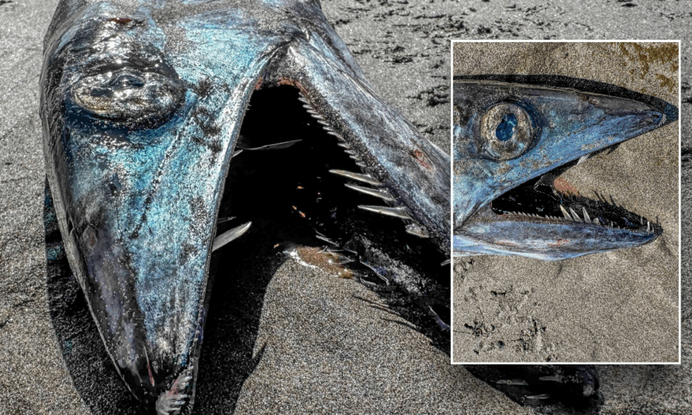 Aquarium in Oregon shocked to search out ‘odd-looking’ deep sea fish washed ashore on seashore