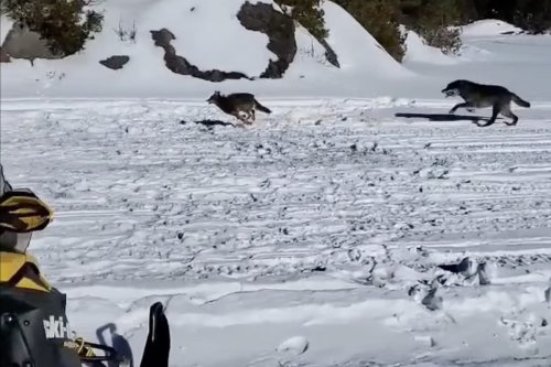 Proper place, proper time: An ice fisherman captured a wolf going after a coyote