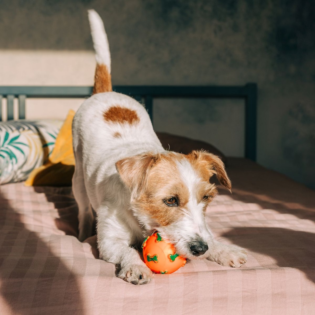 Spoil Your Canine With These Items, in Honor of Nationwide Pet Day
