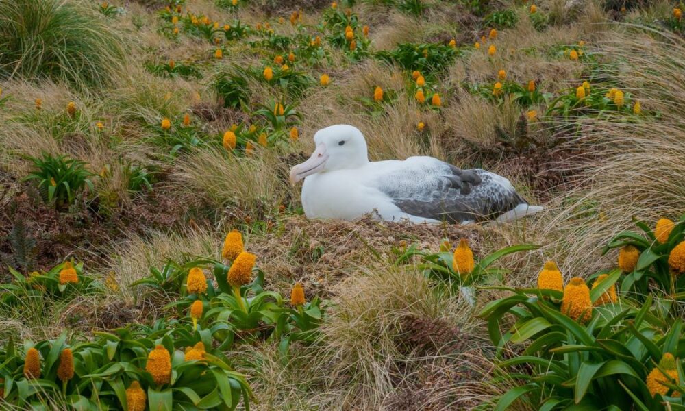 The Subantarctic: wild islands far south of New Zealand