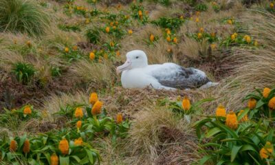 The Subantarctic: wild islands far south of New Zealand