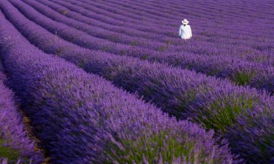 Greatest locations to see lavender bloom
