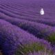 Greatest locations to see lavender bloom Greatest locations to see lavender bloom