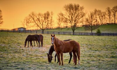 The 9 finest issues to do in Kentucky