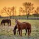 The 9 finest issues to do in Kentucky